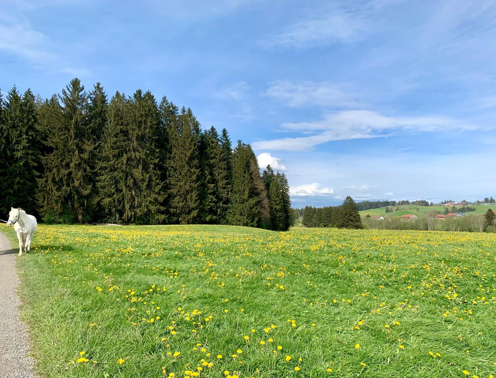 Lindners Hideaways - Bergnest Lodge - Bergblick Fewo 6 Pers Balkon Garten Hund Ski Unterkunft Luftkurort Oberreute Naehe Buchenegger Wasserfaelle Eistobel Bodensee Dış mekan fotoğraf